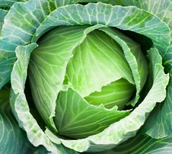 CABBAGE BIG PER PC
