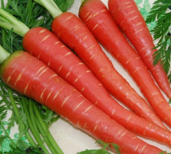 RED CARROT INDIAN PER LB