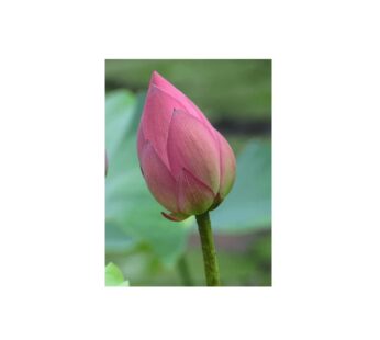LOTUS FLOWER PER PIECE